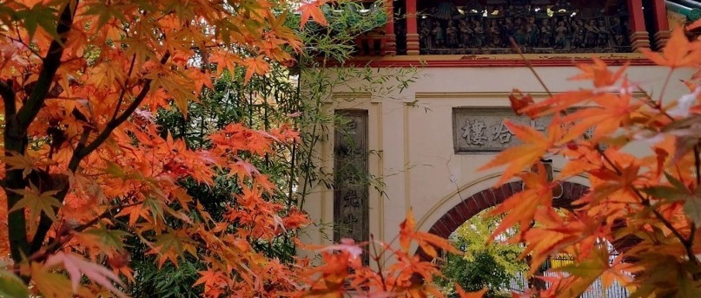 AUTUMN FESTIVAL OF MUSEUMS | Momijigari garden walk with botanical focus