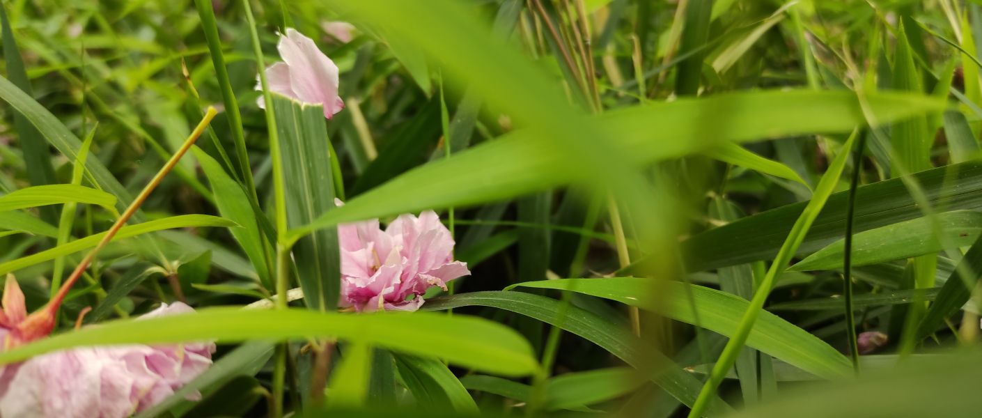 HANAMI | Virágbámész kertséta japánkert szakértő vezetésével
