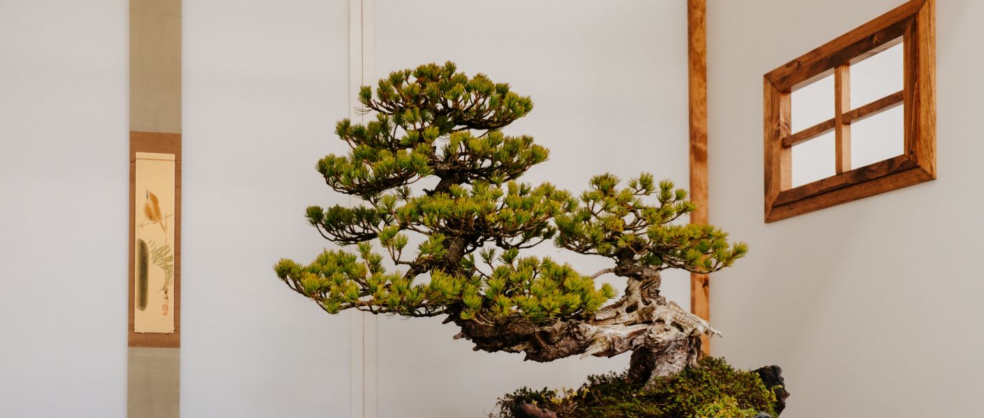 Schmidt Gergő: Bevezetés a bonsai művészetbe