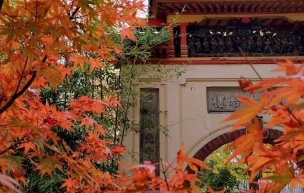 AUTUMN FESTIVAL OF MUSEUMS | Momijigari garden walk with botanical focus