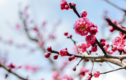  Szilvavirágzás (Ume) ünnepe | Várhelyi Judit interaktív előadása a japán virágművészetről