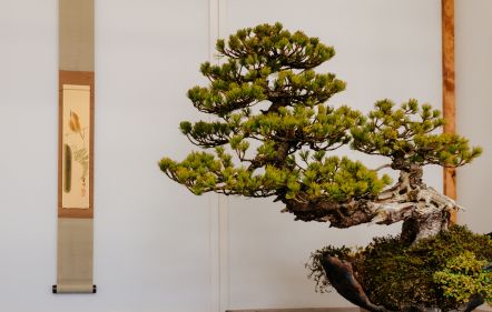 BONSAI | An introduction with Gergő Schmidt bonsai expert