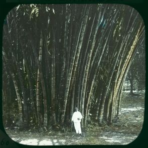 Malaccai óriás bambuszok, Peradeniya, Botanikus kert