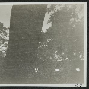 Vízben tükröződő fal és lombok a ”Fekete-tónál”, Peking