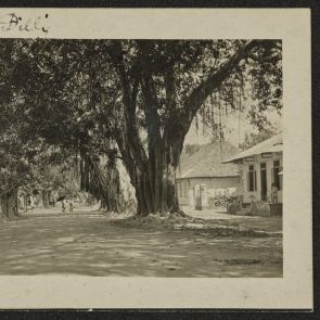 Unknown photographer: Street with single-story houses and giant trees, Timor, Dili