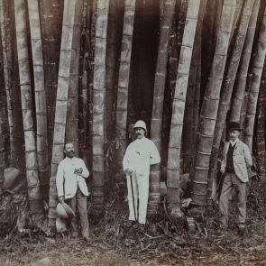 Giant bamboos in the Peradeniya Botanical Gardens