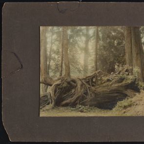 Hopp Ferenc egy kidőlt mamutfenyő törzsén ül a Stanly Parkban, 1905-ben