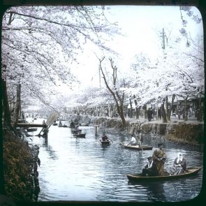 The bloom period of cherry blossom along the Yodo River