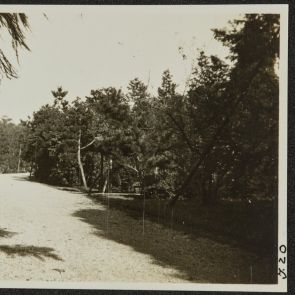 Gravel road, among dense pine trees, Momoyama