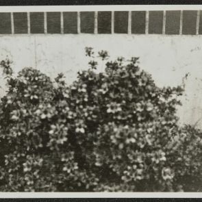 Flowers in Ueno Park, Tokyo