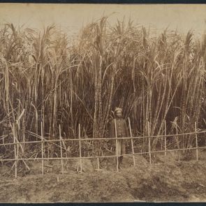 Cukárnád ültetvény, 1860 után