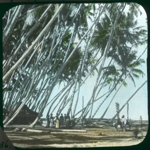 Ceylon kókuszpálmás partjai