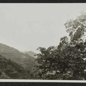 Chestnut tree, Korea, 1936