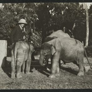 Elephant calves, Mysore (Mysuru)