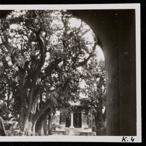 Öreg fa a Nemzeti Parkban