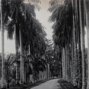 Palm avenue in the Botanical Gardens