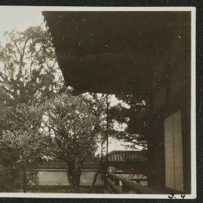 Blossoming plum tree in Soren-in's garden, Kyoto, 16.04.1936