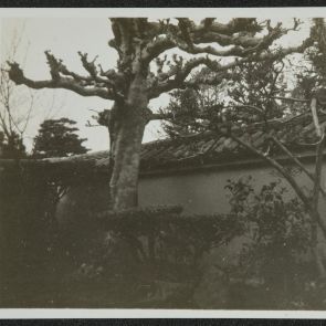 Göcsörtös ágú fa