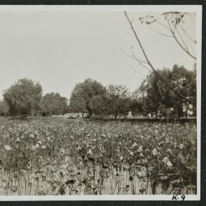 Tó lótuszokkal, a távolban híddal, Yuanmingyuan Park, Peking