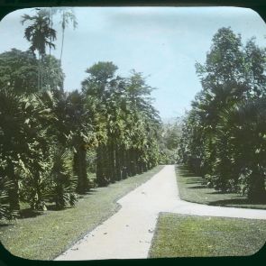 Row of palm trees, Peradeniya, Botanic Garden