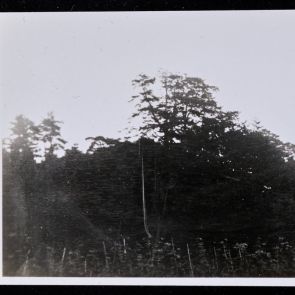 Edge of plantation and grove