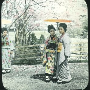 Japan in the bloom period of cherry blossom