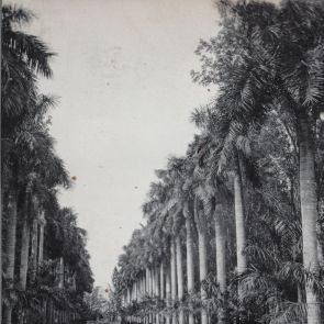 Palm avenue in the Botanical Gardens