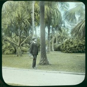 Under the palms of the Public Garden