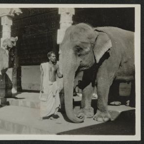 Temple animals, Madurai