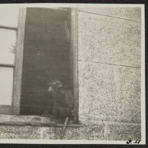 Házi kedvenc, majom a tolóablakban, Tokyo, 1936