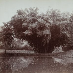 Giant Malacca bamboo group in the Peradeniya Botanical Gardens