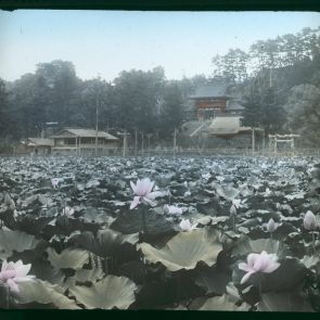 Lotus Lake in front of Hachiman shrine, Kamakura