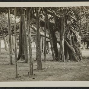 Banyan trees in Tagore's garden