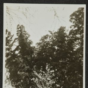 Blossoming cherry tree, Kyoto, 1936
