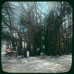 Banyan tree, with aerial roots that became a trunk, a tree became a forest