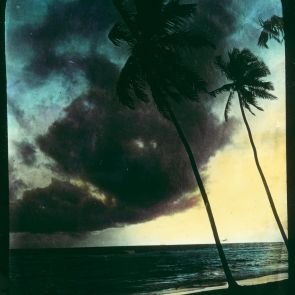 Coconut palms on the Ceylon's coast