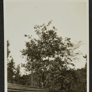 Pine log at the end of the garden, Momoyama