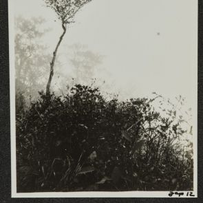 Magányos fácska az alacsonyszárú, dús növényzet fölött, Nikko