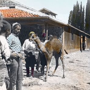 Camel calf and drovers in İzmir