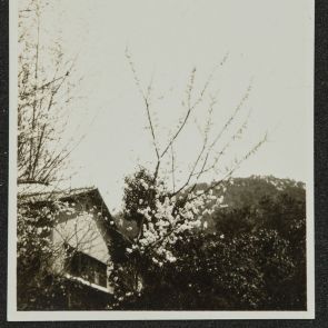 Cherry trees in bloom, Kyoto, 1936