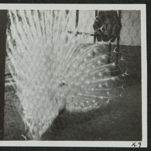 Fehér páva balról, Peking