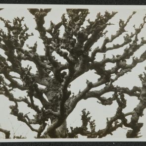 Göcsörtös ágú fa koronája, levelek nélkül, Uji