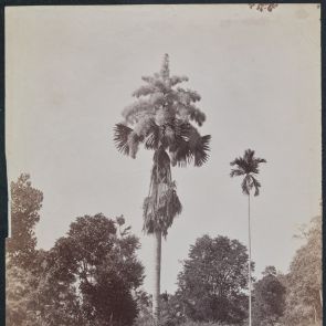 Flowering umbrella palm, Ceylon
