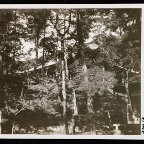 Buildings hidden among pine trees, Jingoji, Kyoto