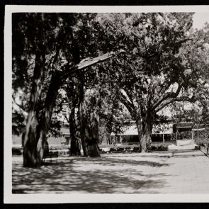 Öreg fák a császári palota egyik belső kertjében