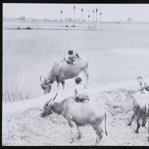 Buffalo Boys' Fairy Tale