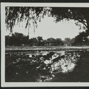 Lotus flowers, Nanhai Park (Nanhaizi Park), Beijing