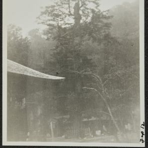 Giant tree in the garden of Chuzenji Temple, Nikko