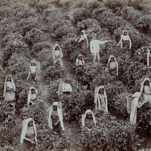 Ceylon: Kávészüret