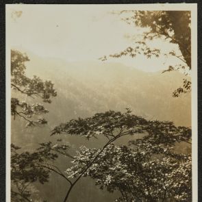 Young maple tree over deep valley, Jingoji, Kyoto
